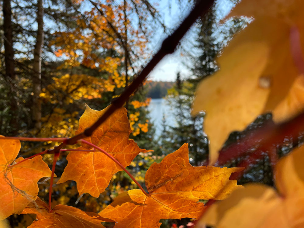A montage of leaves in autumn colours accompanies GM Packaging's Thanksgiving message