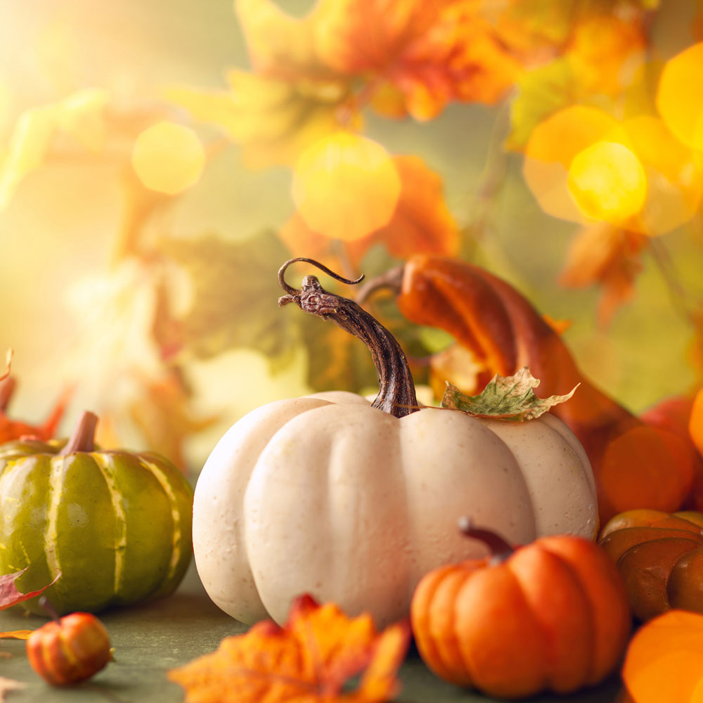 Colourful image of gourds, capturing the fall/Thanksgiving spirit