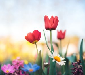 Happy Easter! Red tulips and other spring flowers abound ...