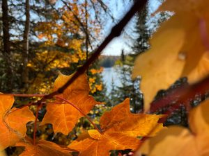 A montage of leaves in autumn colours accompanies GM Packaging's Thanksgiving message